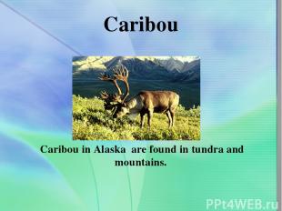 Caribou Caribou in Alaska are found in tundra and mountains.