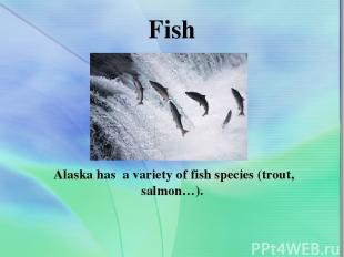 Fish Alaska has a variety of fish species (trout, salmon…).