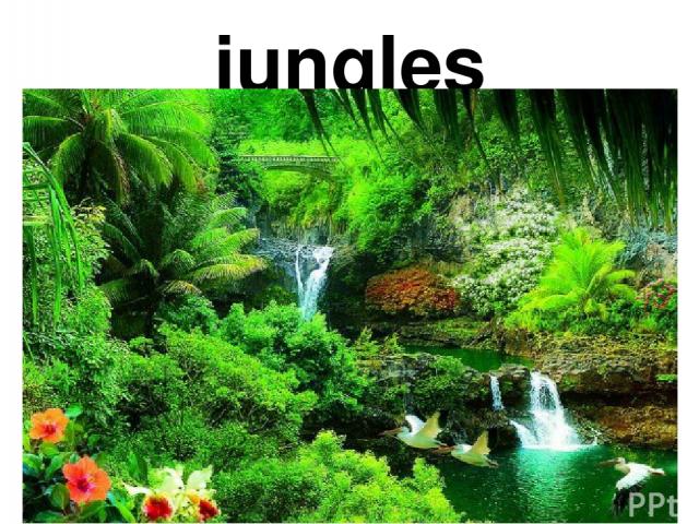 jungles