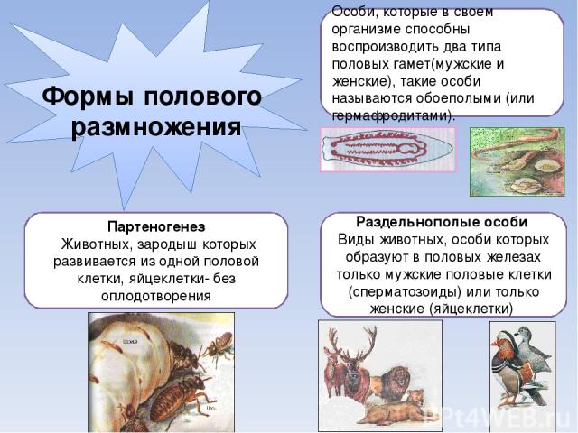 Образ особи. Раздельнополые особи. Раздельнополые животные называются. Раздельнополость это в биологии. Раздельнополые организмы это в биологии.