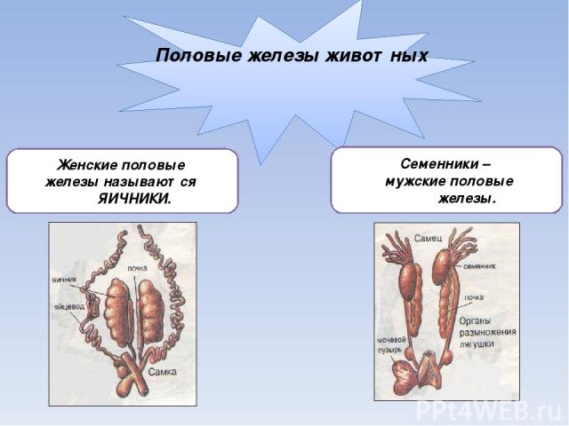 Половые железы животных Женские половые железы называются ЯИЧНИКИ. Семенники – мужские половые железы.