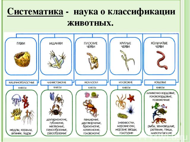 - наука о классификации животных Систематика - наука о классификации животных.