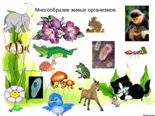 Многообразие живых организмов.