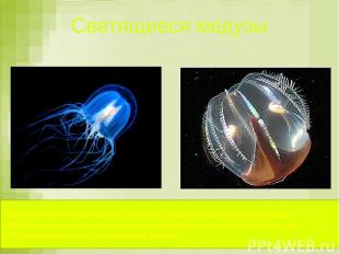 Светящиеся медузы Люминесцентное (холодное свечение) присуще многим организмам,