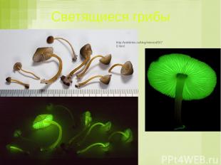 Светящиеся грибы http://weblinks.ru/blog/interest/2470.html