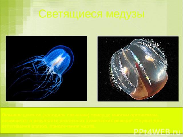 Светящиеся медузы Люминесцентное (холодное свечение) присуще многим организмам, появляется в результате различных химических реакций. Служит для отпугивания врагов, привлечения жертв.