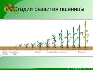 Стадии развития пшеницы