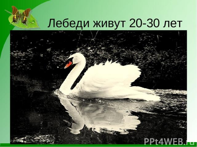 Лебеди живут 20-30 лет