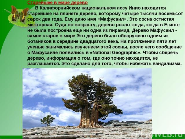 Старейшее в мире дерево В Калифорнийском национальном лесу Инио находится старейшее на планете дерево, которому четыре тысячи восемьсот сорок два года. Ему дано имя «Мафусаил». Это сосна остистая межгорная. Судя по возрасту, дерево росло тогда, когд…