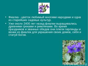 Фиалка - цветок любимый многими народами и одна из старейших садовых культур. Уж