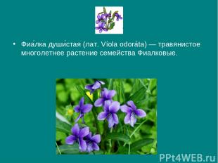 Фиа лка души стая (лат. Víola odoráta) — травянистое многолетнее растение семейс