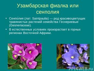 Узамбарская фиалка или сенполия Сенпо лия (лат. Saintpaulia) — род красивоцветущ