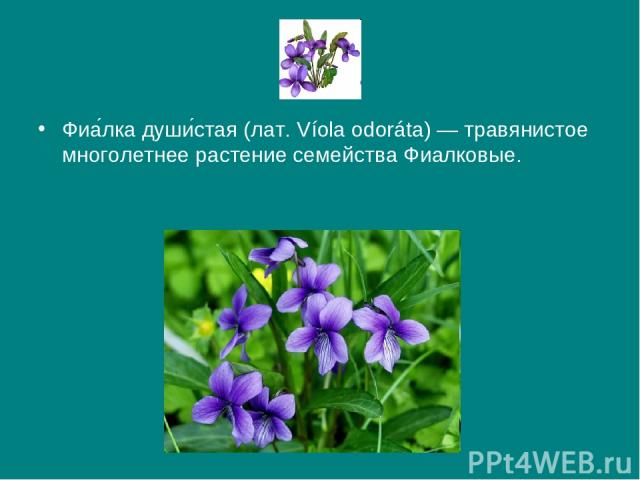 Фиа лка души стая (лат. Víola odoráta) — травянистое многолетнее растение семейства Фиалковые.
