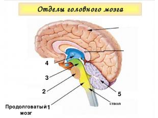 1 Продолговатый мозг 2 3 1 4 5