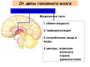 4 Промежуточный мозг 1 обмен веществ 2 терморегуляция 3 потребление пищи и воды