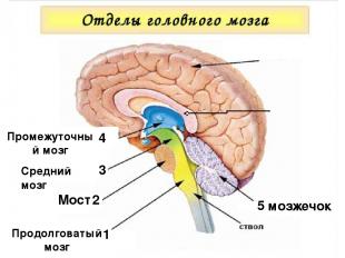 1 Продолговатый мозг 2 Мост 3 1 Средний мозг Промежуточный мозг 4 5 мозжечок