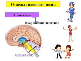 Отделы головного мозга 5 мозжечок Координация движений