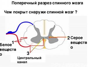 2 1 Поперечный разрез спинного мозга Белое вещество Серое вещество Центральный к