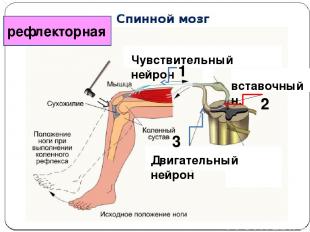 рефлекторная Двигательный нейрон Чувствительный нейрон вставочный н. 3 1 2