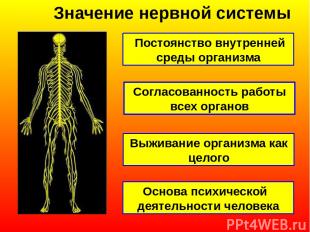 Значение нервной системы Постоянство внутренней среды организма Согласованность