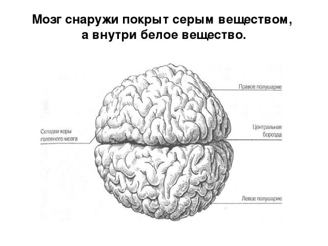 Мозг снаружи покрыт серым веществом, а внутри белое вещество.