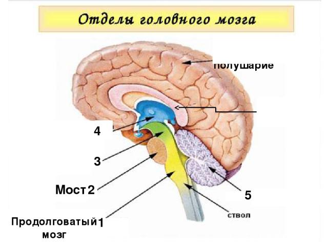 Мозолистое тело 1 Продолговатый мозг 2 Мост 3 1 4 5 Большое полушарие