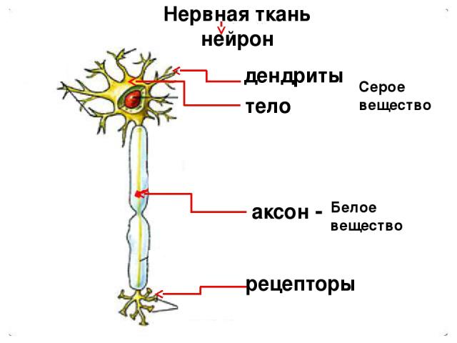 рецепторы аксон - дендриты Нервная ткань нейрон Серое вещество Белое вещество тело