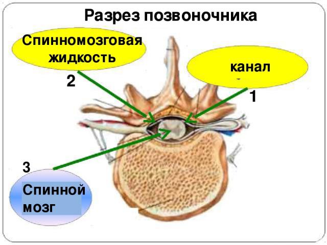 Спинномозговая жидкость канал Спинной мозг 3 1 2 Разрез позвоночника