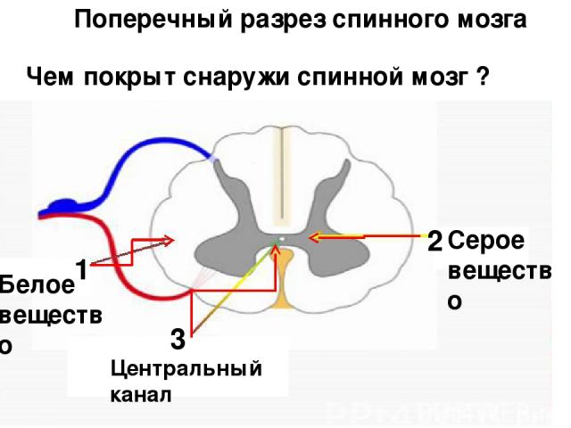 2 1 Поперечный разрез спинного мозга Белое вещество Серое вещество Центральный канал Чем покрыт снаружи спинной мозг ? 3