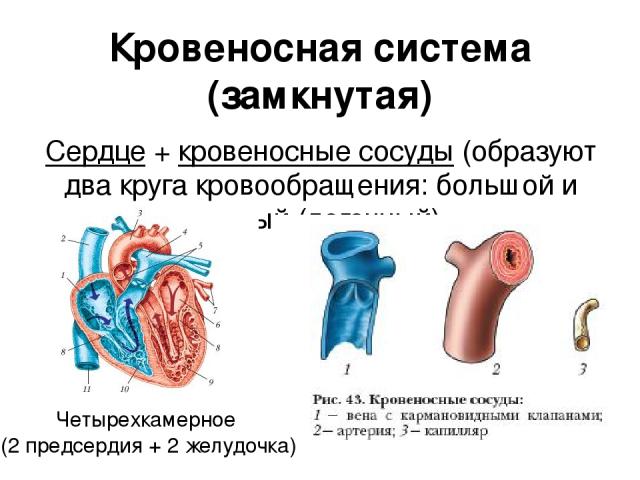 Кровеносная система (замкнутая) Сердце + кровеносные сосуды (образуют два круга кровообращения: большой и малый (легочный) Четырехкамерное (2 предсердия + 2 желудочка)