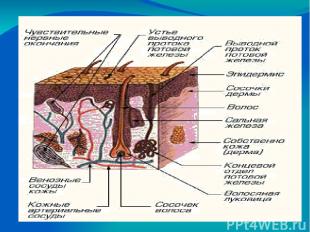 Свойства кожи. Кожа гладкая, упругая, эластичная Имеет розовый цвет благодаря ра