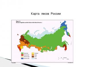 Карта лесов России