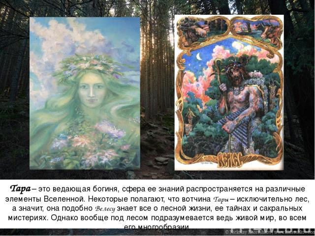 Тара – это ведающая богиня, сфера ее знаний распространяется на различные элементы Вселенной. Некоторые полагают, что вотчина Тары – исключительно лес, а значит, она подобно Велесу знает все о лесной жизни, ее тайнах и сакральных мистериях. Однако в…