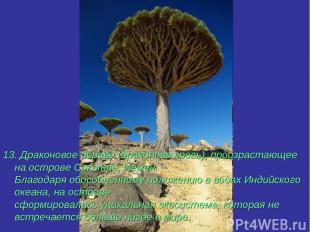 13. Драконовое дерево (драконова кровь), произрастающее на острове Сокотра, Йеме