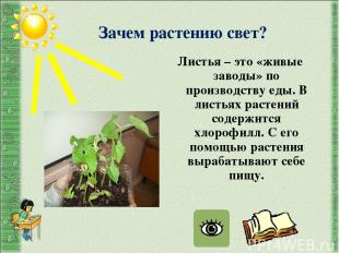 Зачем растению свет? Листья – это «живые заводы» по производству еды. В листьях