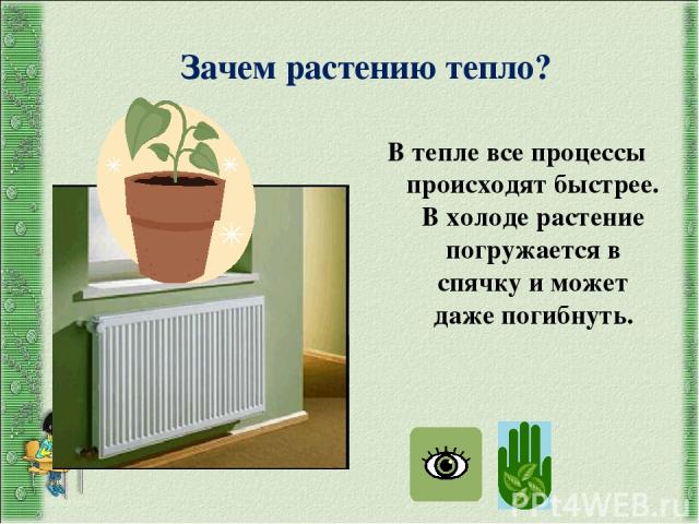 Зачем растению тепло? В тепле все процессы происходят быстрее. В холоде растение погружается в спячку и может даже погибнуть.