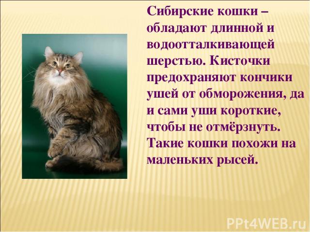 Сибирские кошки – обладают длинной и водоотталкивающей шерстью. Кисточки предохраняют кончики ушей от обморожения, да и сами уши короткие, чтобы не отмёрзнуть. Такие кошки похожи на маленьких рысей.