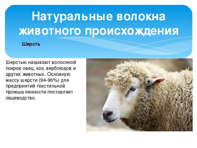 Натуральные волокна животного происхождения Шерсть Шерстью называют волосяной покров овец, коз, верблюдов и других животных. Основную массу шерсти (94-96%) для предприятий текстильной промышленности поставляет овцеводство.