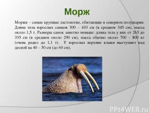 Морж Моржи – самые крупные ластоногие, обитающие в северном полушарии. Длина тел