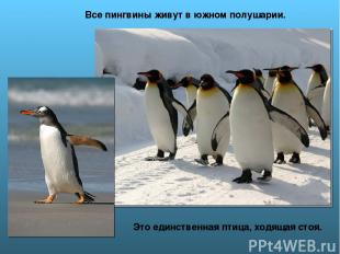 Это единственная птица, ходящая стоя. Все пингвины живут в южном полушарии.