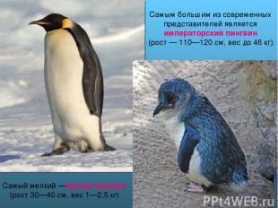 Самым большим из современных представителей является императорский пингвин (рост