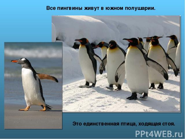Это единственная птица, ходящая стоя. Все пингвины живут в южном полушарии.