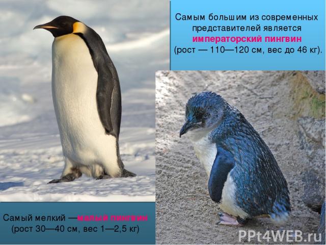 Самым большим из современных представителей является императорский пингвин (рост — 110—120 см, вес до 46 кг). Самый мелкий —малый пингвин (рост 30—40 см, вес 1—2,5 кг)