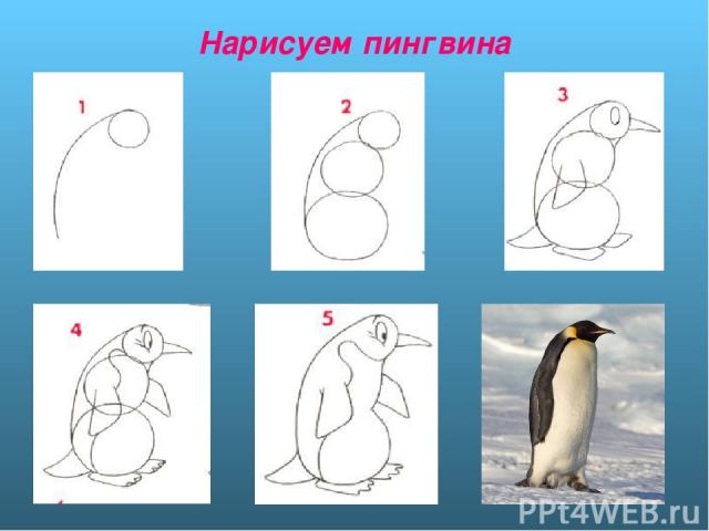 Как нарисовать пингвина для детей 2 класс