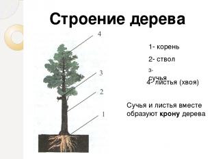 1- корень 2- ствол 3- сучья 4- листья (хвоя) Строение дерева Сучья и листья вмес