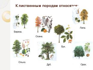 Поперечный разрез ствола 1- сердцевина 2- сердцевидные лучи 3- ядро 4- пробковый