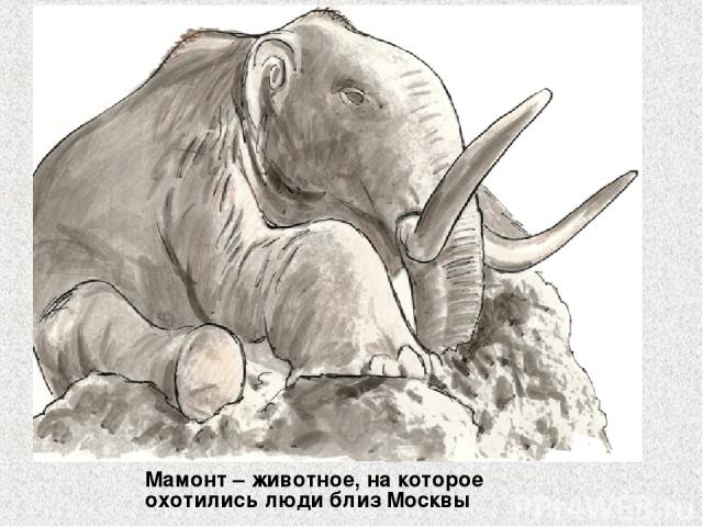 Мамонт – животное, на которое охотились люди близ Москвы
