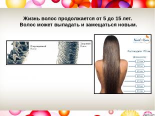 Жизнь волос продолжается от 5 до 15 лет. Волос может выпадать и замещаться новым