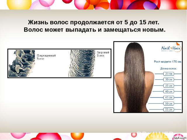 Жизнь волос продолжается от 5 до 15 лет. Волос может выпадать и замещаться новым.