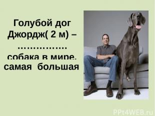 Голубой дог Джордж( 2 м) – ……………. собака в мире. самая большая